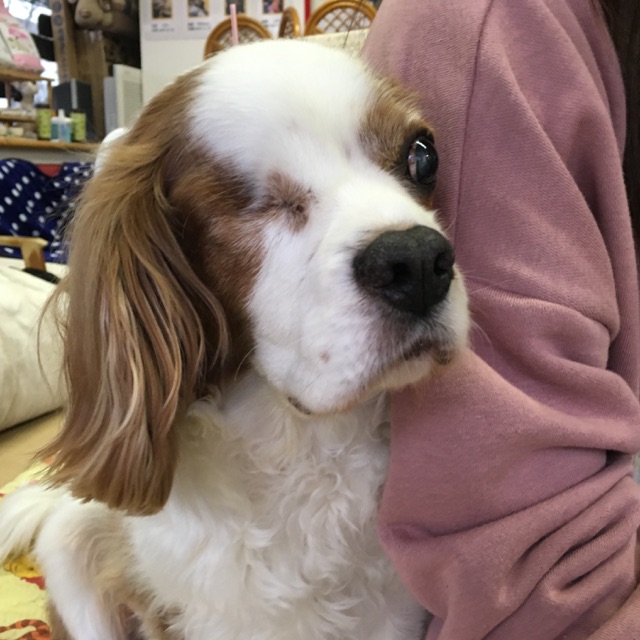 【今日の里帰りワンコ🐶ポメラニアンのモナカちゃん💕＆キャバリアのアーチャー💕、チワワの苺ちゃん💕＆ジョイ君💕】